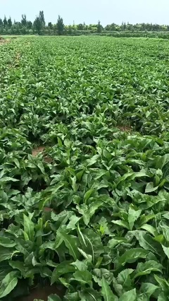 河北邯郸紫苑药才 品质与信赖的药品零售典范