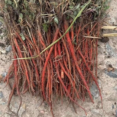 丹参种苗与药品批发市场的双轨发展 机遇、挑战与规范路径